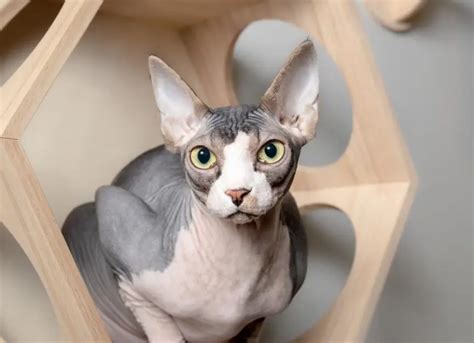 nude cat|A Guide to Sphynx Cats: Characteristics, Care & Comparison